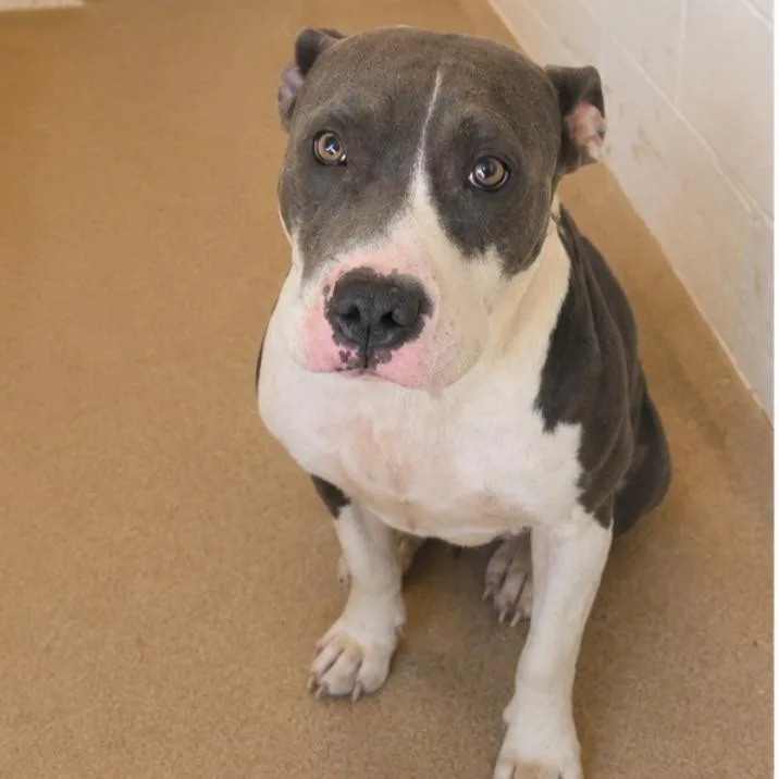 A young medium-sized female Gray / Blue / Silver Mixed Breed dog named Erika for adoption in Yanceyville, NC