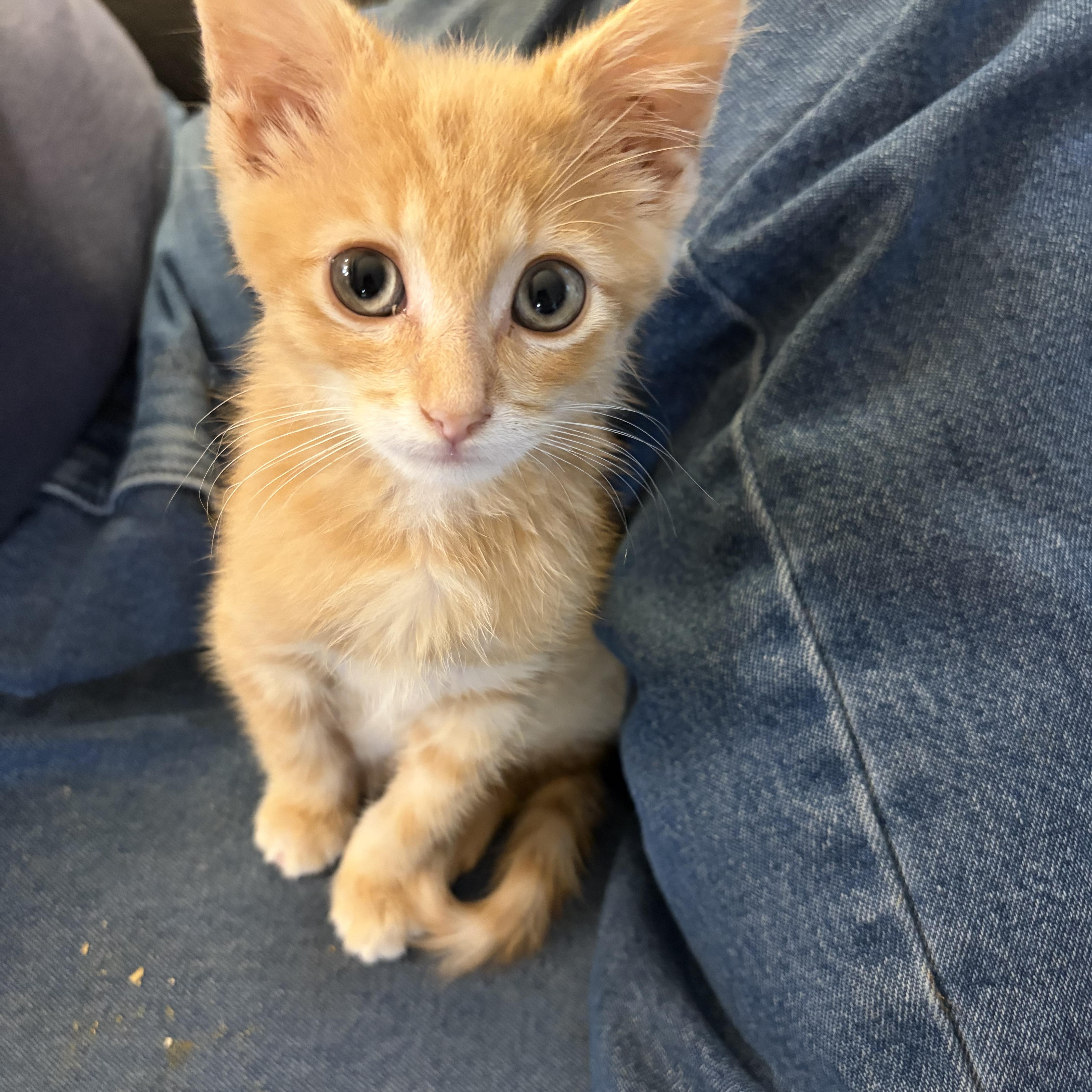 A baby medium-sized male Tabby (Orange / Red) Domestic Short Hair cat named Floyd for adoption in Muncie, IN