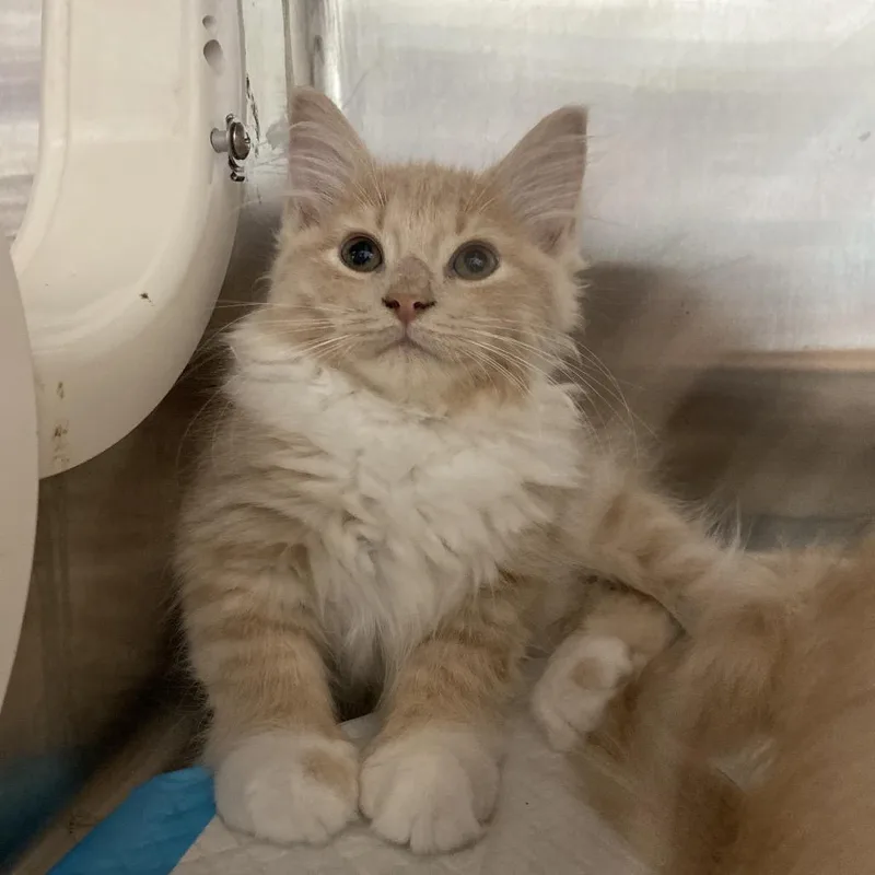 A baby small-sized male Domestic Long Hair cat named Berry Burst for adoption in Greensboro, NC