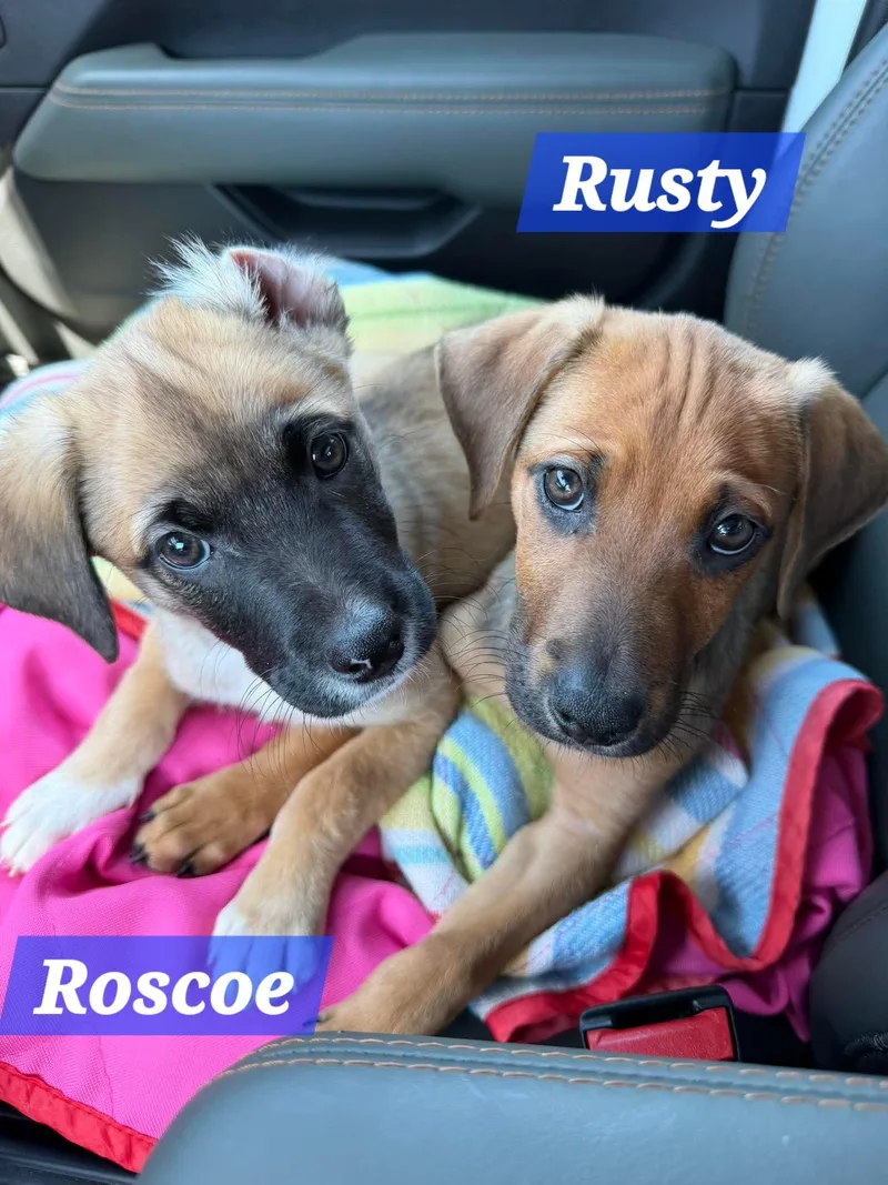 Rusty