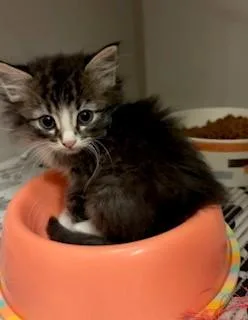 A baby medium-sized female Tabby (Brown / Chocolate) Domestic Long Hair cat named Mosaic for adoption in Mason City, IA