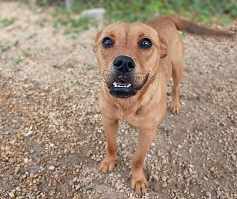 A young medium-sized female Yellow / Tan / Blond / Fawn Feist dog named Delilah for adoption in Anniston, AL