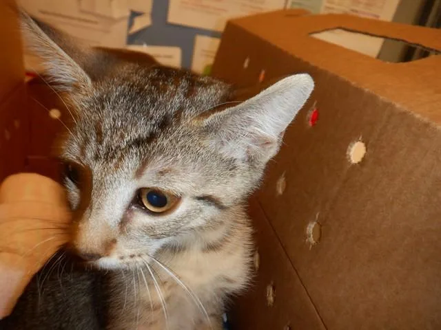 A baby small-sized male Domestic Short Hair cat named A for adoption in San Jose, CA