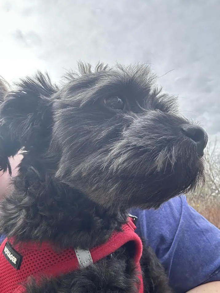 A young medium-sized male Schnauzer dog named Johnny Bravo for adoption in Aurora, CO