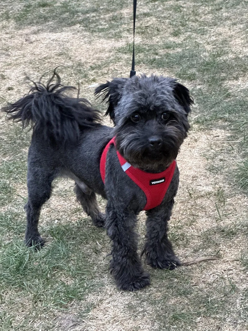 Johnny Bravo thumbnail 2