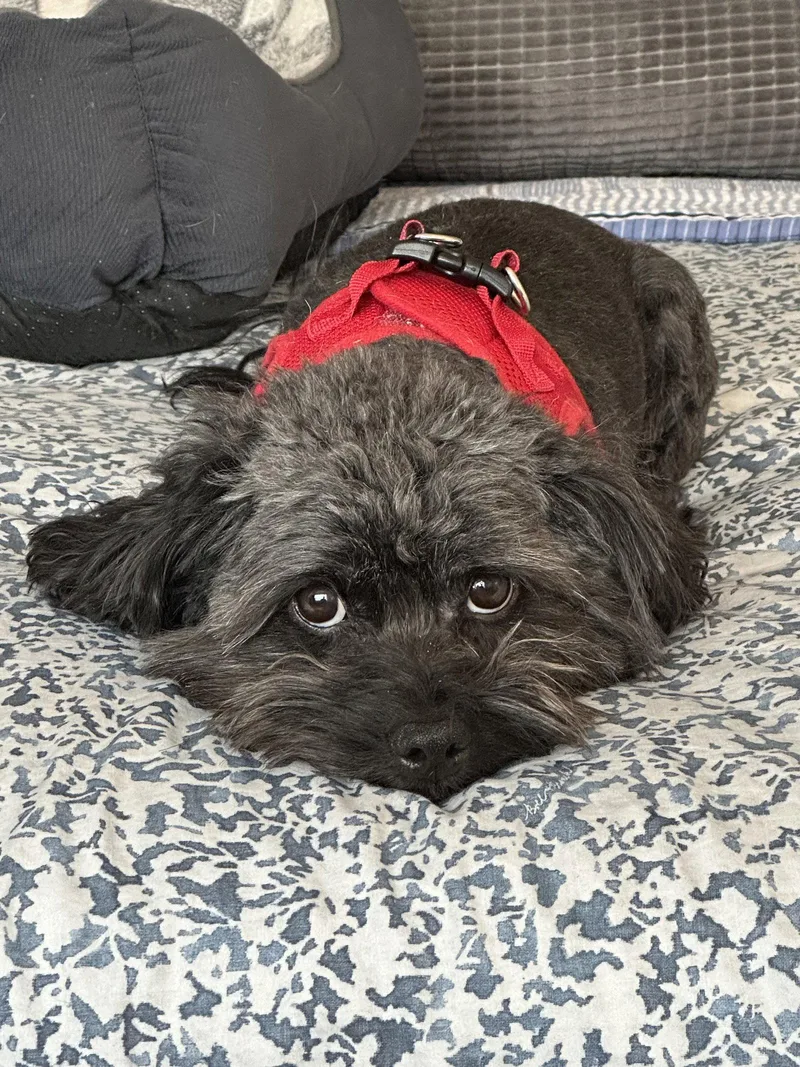 Johnny Bravo thumbnail 3