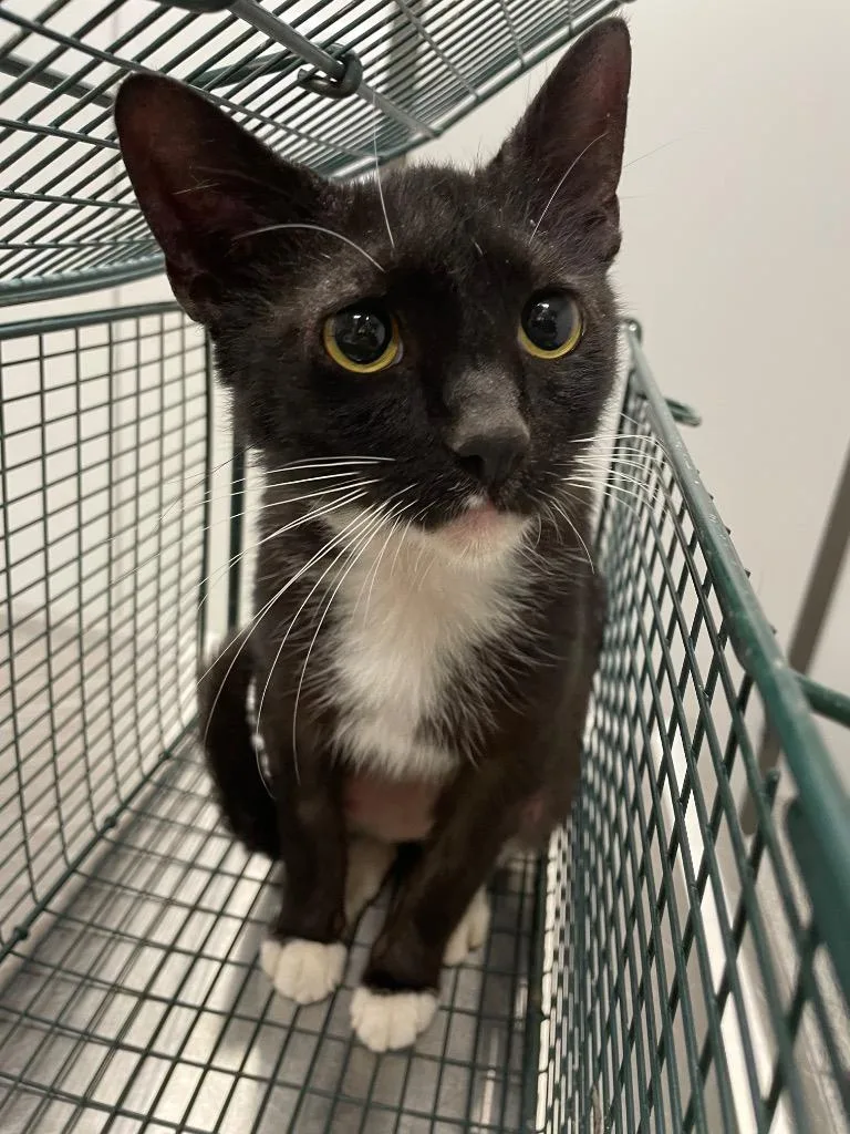 A young medium-sized female Domestic Short Hair cat named Cecile for adoption in Clarksville, TN