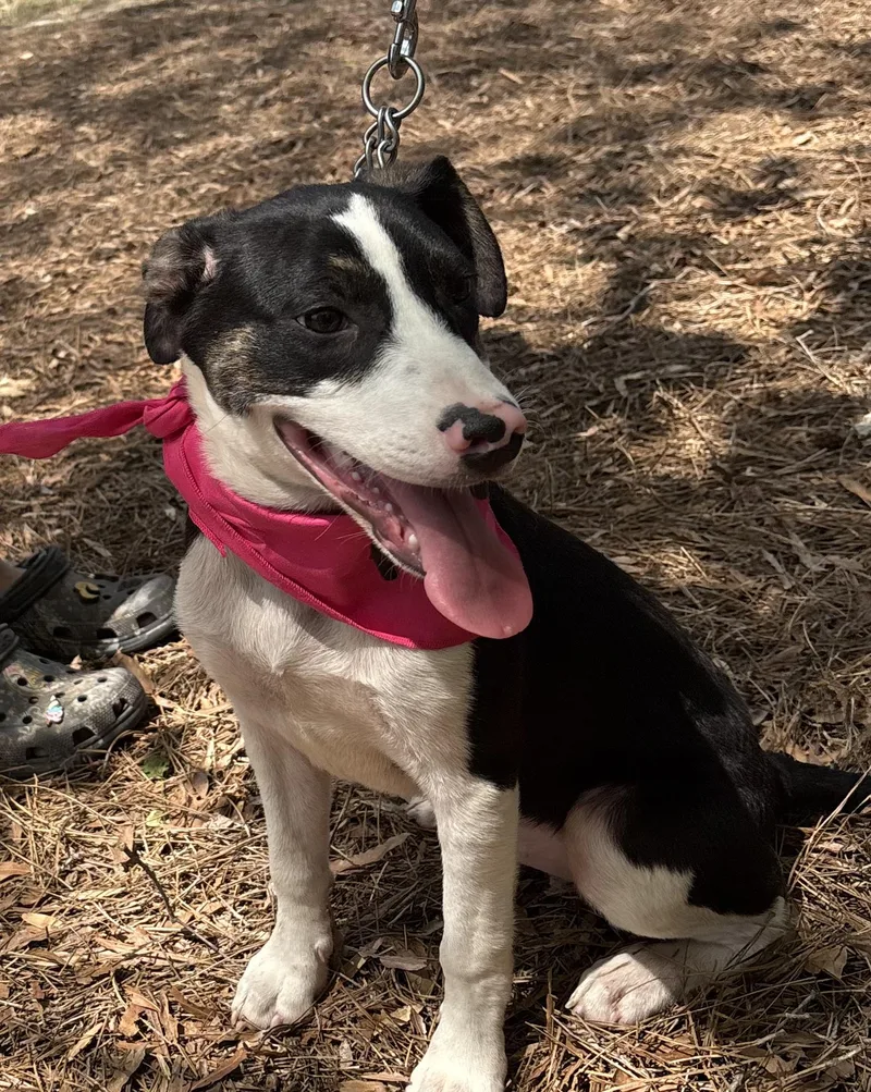 A baby medium-sized female Black Labrador Retriever dog named Clarabelle for adoption in Sanford, NC