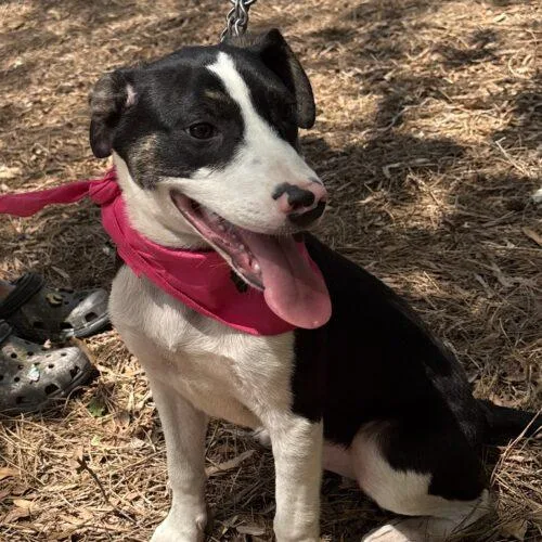 Clarabelle thumbnail 2