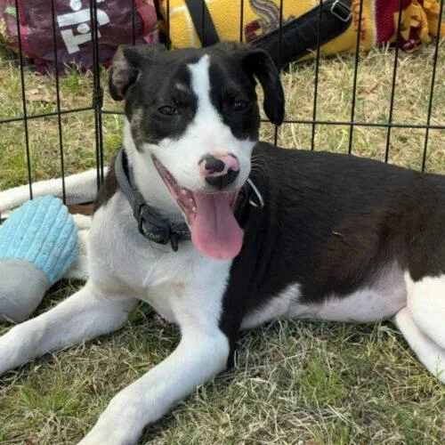 Clarabelle thumbnail 3