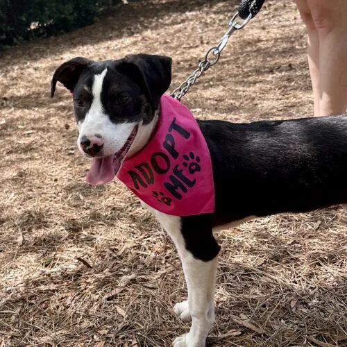 Clarabelle thumbnail 4