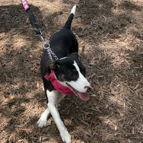 Clarabelle thumbnail 5