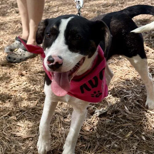 Clarabelle thumbnail 6