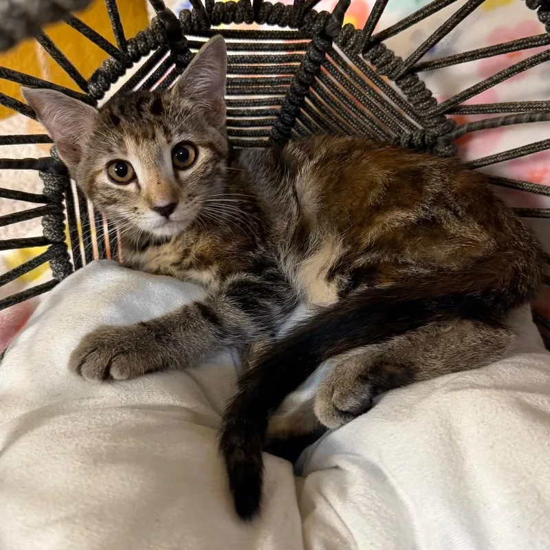 A baby small-sized female Brown / Chocolate Domestic Short Hair cat named Tigress for adoption in Flower Mound, TX