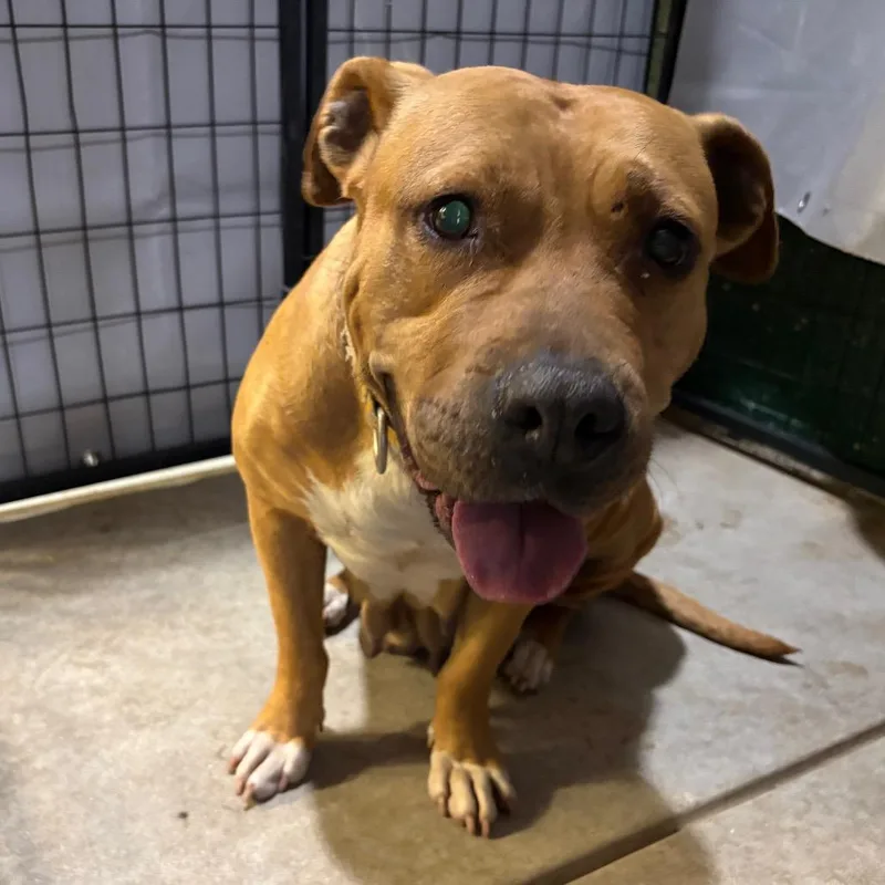 An adult large-sized female Yellow / Tan / Blond / Fawn Pit Bull Terrier dog named Rebecca for adoption in Birmingham, AL