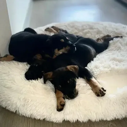 A baby large-sized female Black Rottweiler dog named Gia for adoption in Polk, OH