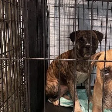 An adult medium-sized male Brindle Mixed Breed dog named D for adoption in Port Charlotte, FL