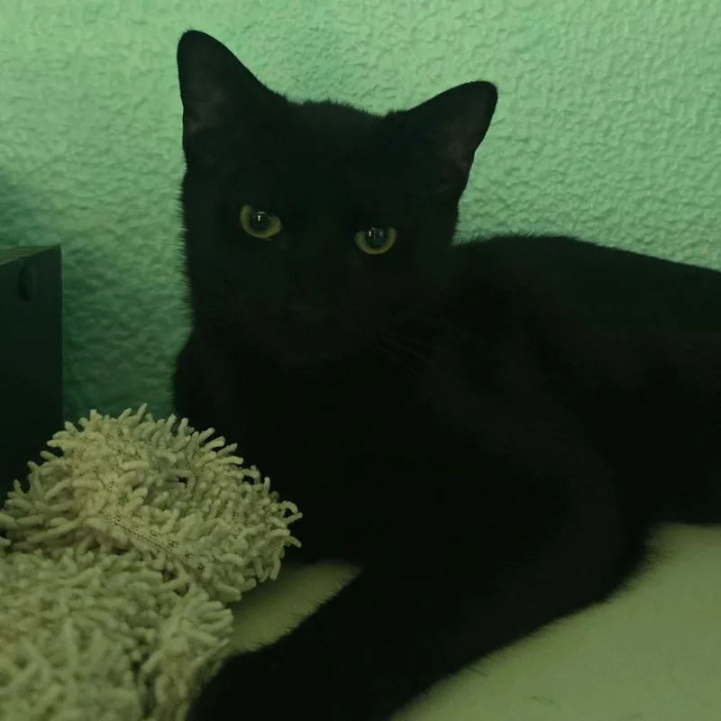 A baby medium-sized male Black Domestic Short Hair cat named Link for adoption in Hamburg, NY