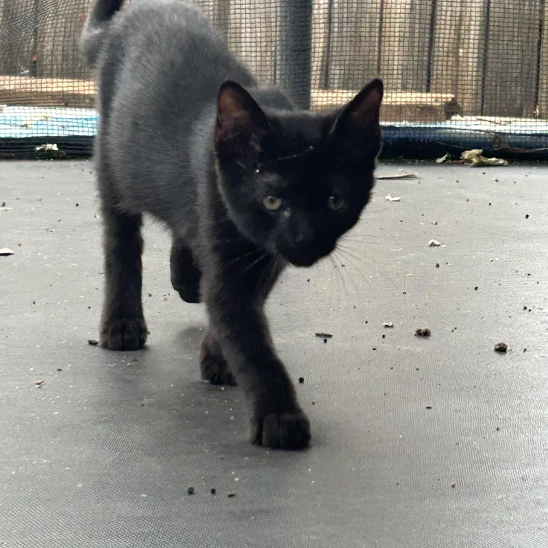 A baby medium-sized male Black Domestic Short Hair cat named Salem for adoption in Davis, CA