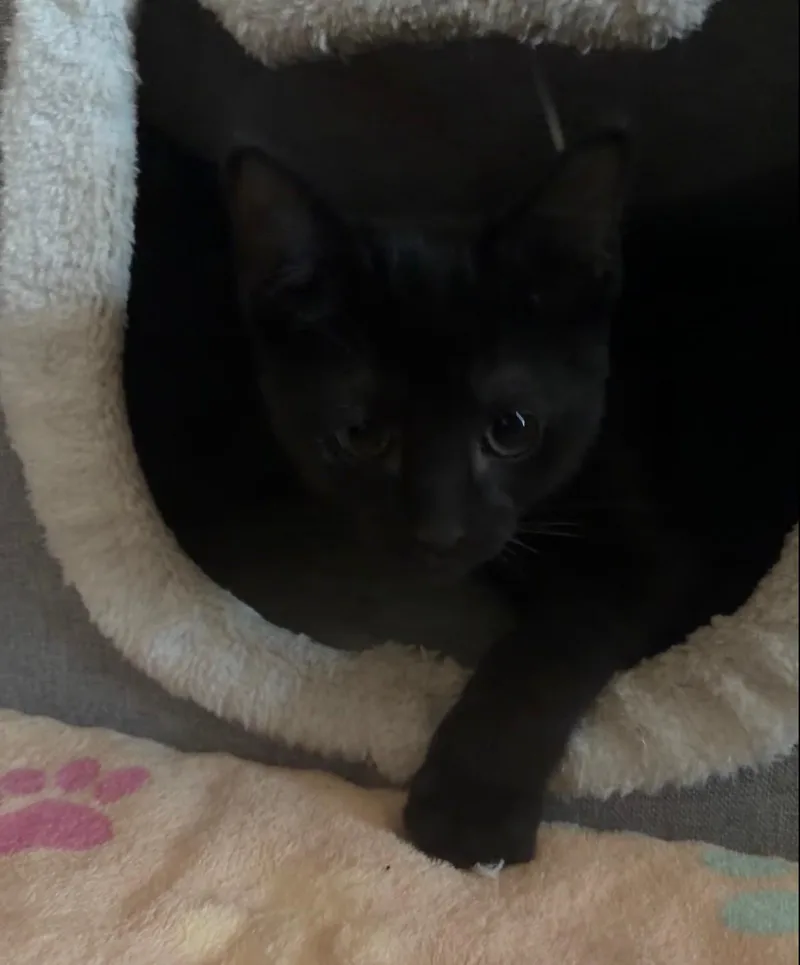 Salem thumbnail 3