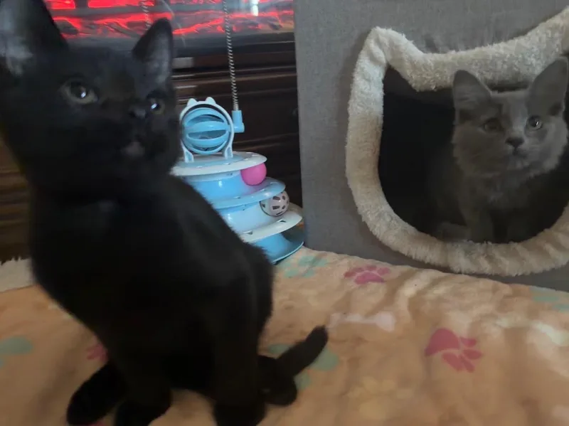 Salem thumbnail 4