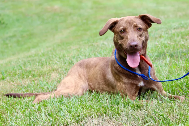 Briar Rose thumbnail 4