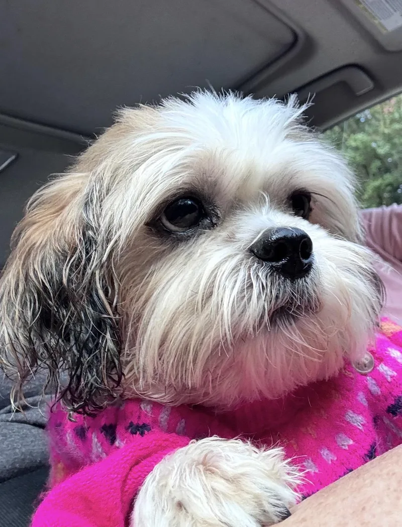 An adult small-sized male Tricolor (Brown, Black, & White) Shih Tzu dog named Bear for adoption in Rock Hill, SC
