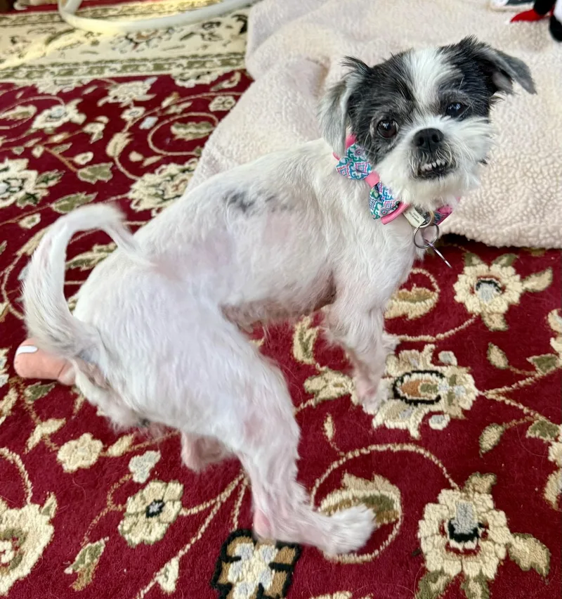 Abby thumbnail 5