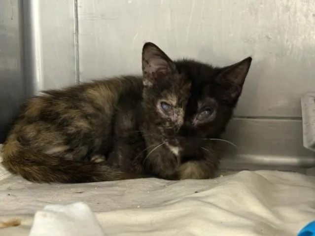A baby small-sized female Domestic Short Hair cat named Plum for adoption in Chatsworth, CA