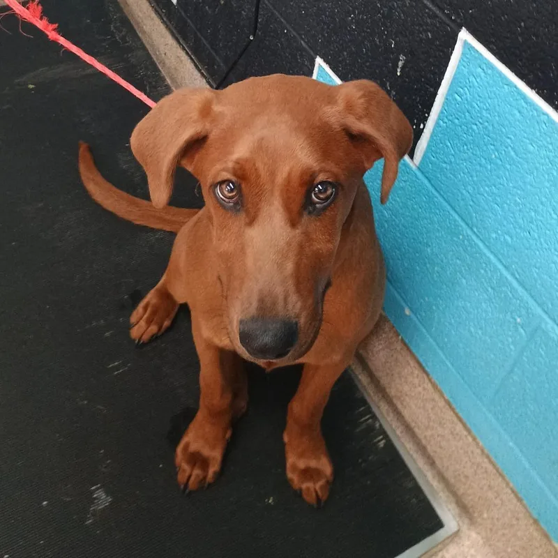 A young medium-sized female Red / Chestnut / Orange Redbone Coonhound dog named Adren for adoption in Ardmore, OK