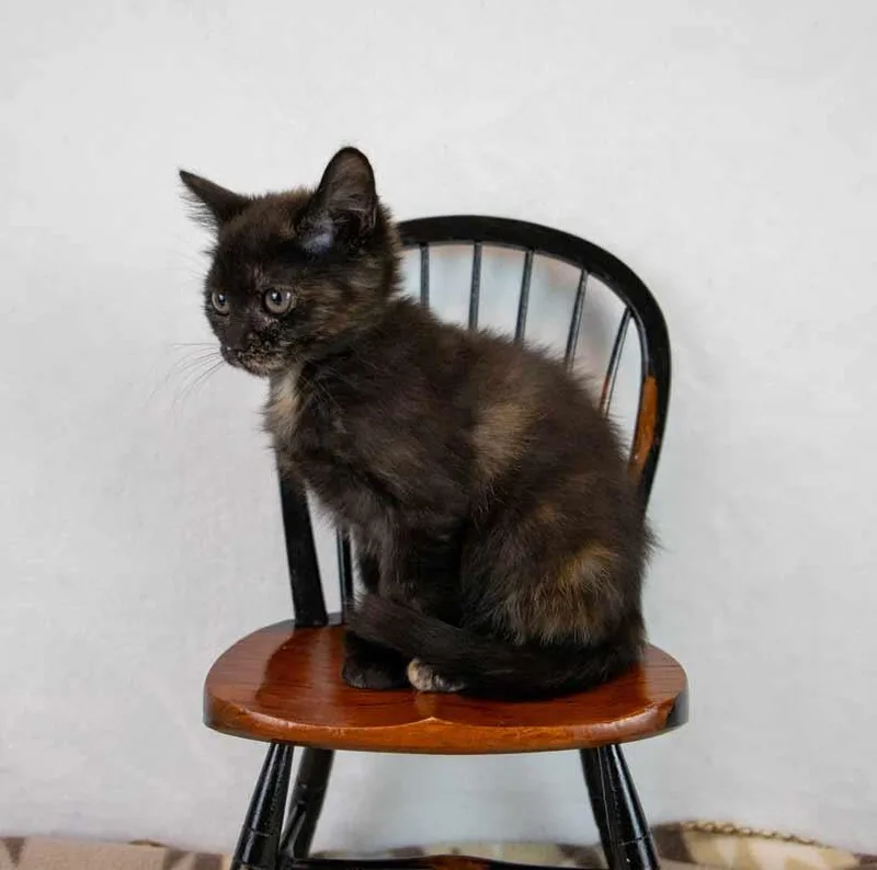 A baby medium-sized female Domestic Short Hair cat named Rice for adoption in Kennesaw, GA