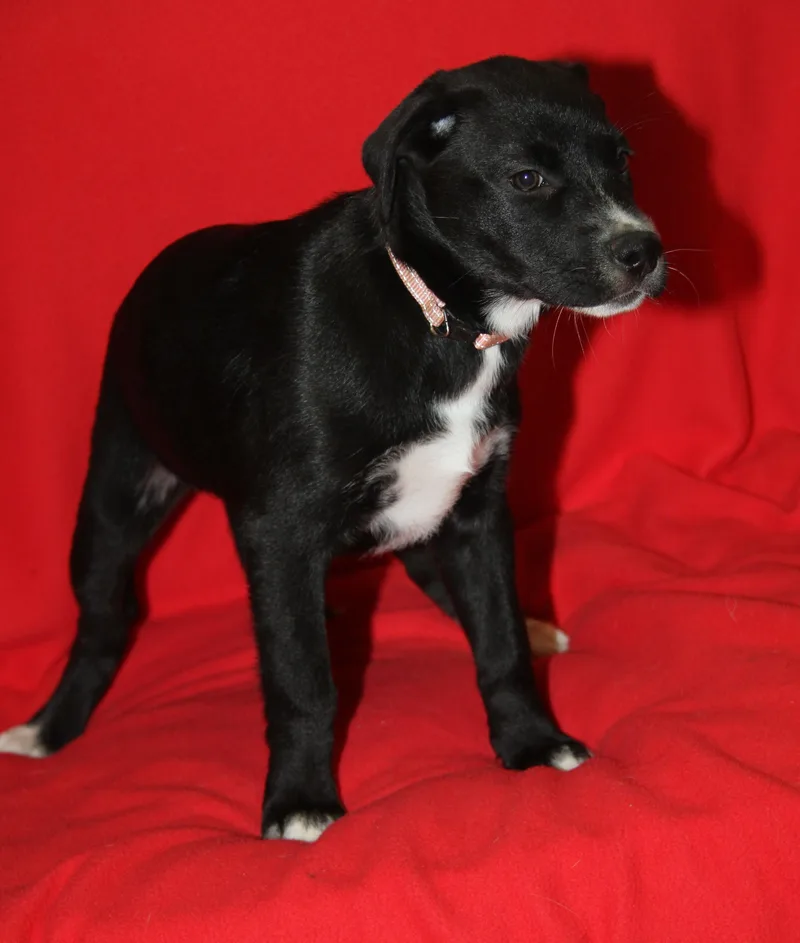 A baby medium-sized female Black Labrador Retriever dog named Trinity for adoption in Marietta, OH