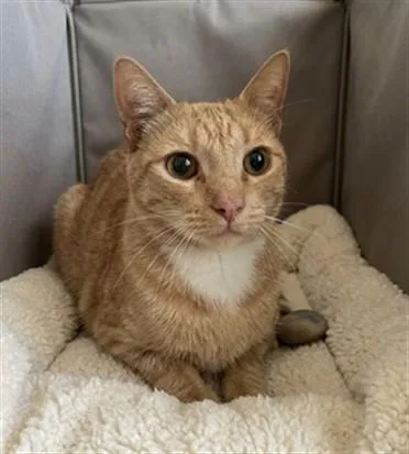 A young medium-sized male Domestic Short Hair cat named A for adoption in San Pedro, CA