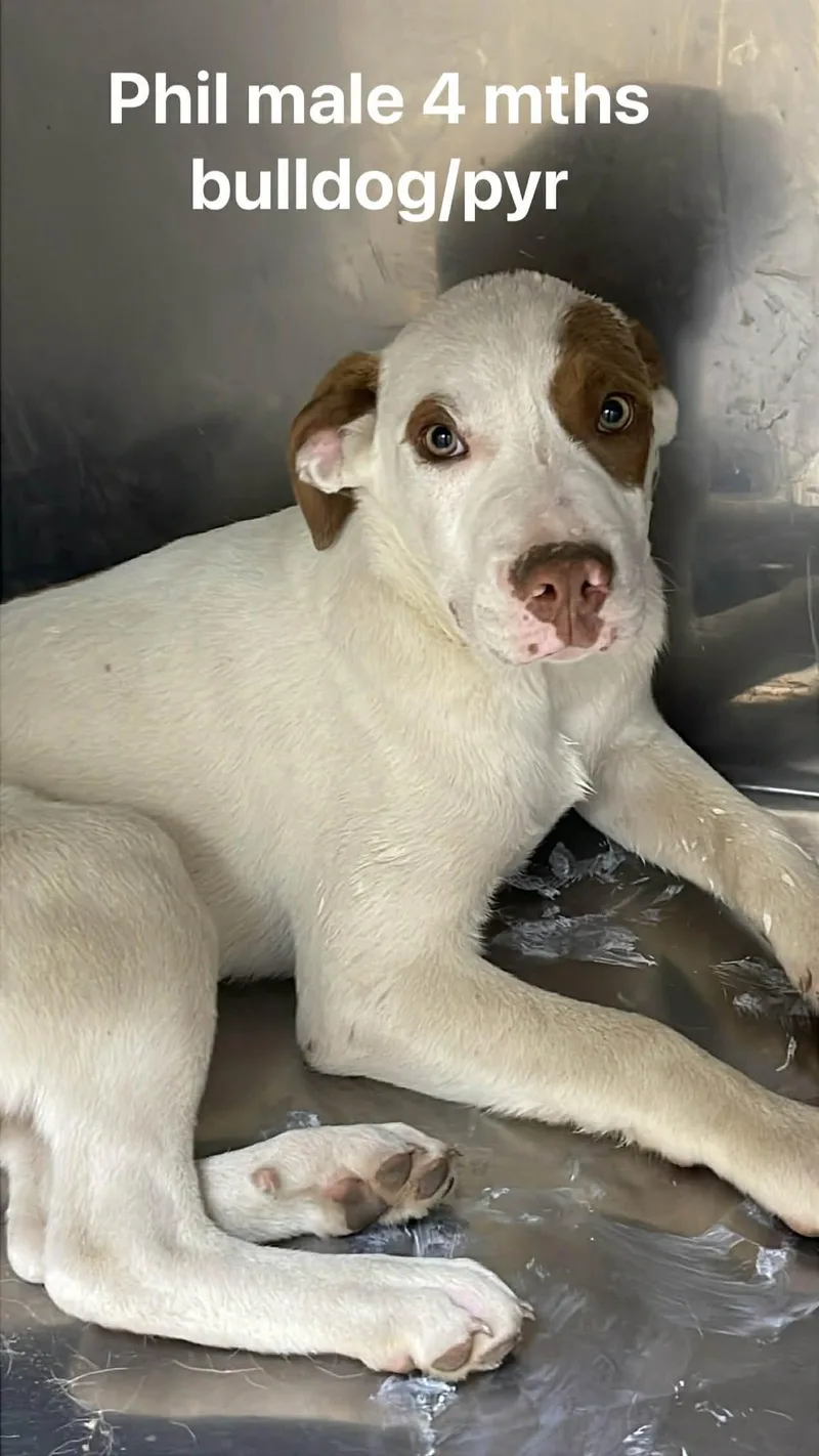 A young medium-sized male White / Cream Great Pyrenees dog named Phil for adoption in Fort Payne, AL