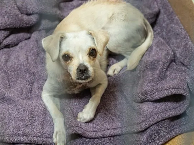 An adult small-sized female Terrier dog named Twlight Sparkle for adoption in Martinez, CA