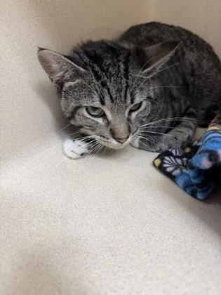 An adult medium-sized male Domestic Short Hair cat named Samuel for adoption in Pequot Lakes, MN