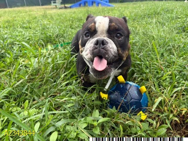 An adult medium-sized male Mixed Breed dog named Hammy Gizmo for adoption in West Palm Beach, FL