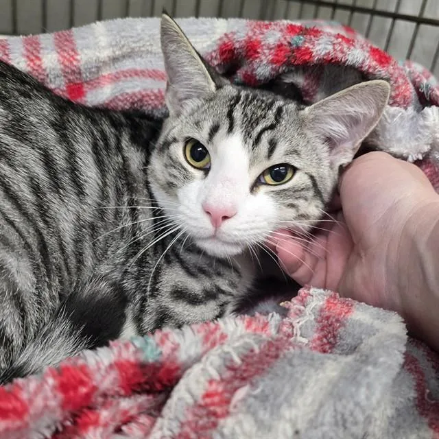 A young small-sized male Domestic Short Hair cat named Ezra for adoption in Easton, MD