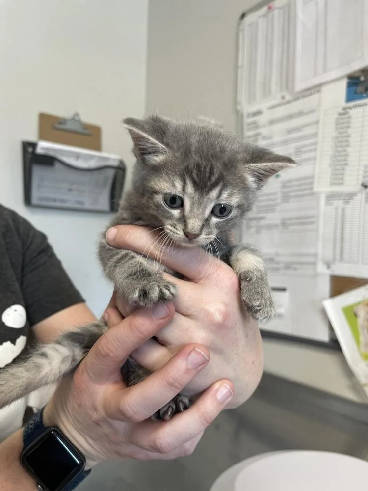 A baby small-sized female Domestic Short Hair cat named Zelda for adoption in Bolivar, MO