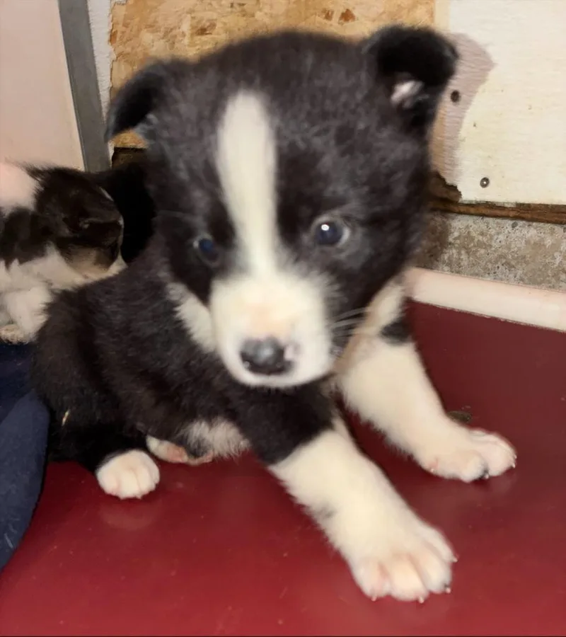 A baby medium-sized male Australian Shepherd dog named Meyer for adoption in Thompson Falls, MT