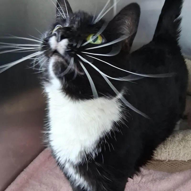 An adult large-sized female Black & White / Tuxedo Domestic Short Hair cat named Yoshi for adoption in Northfield, MN