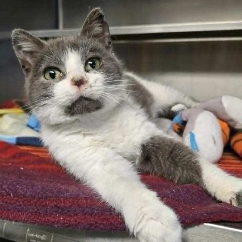 A baby medium-sized female Gray & White Domestic Short Hair cat named Puffin for adoption in Watertown, WI