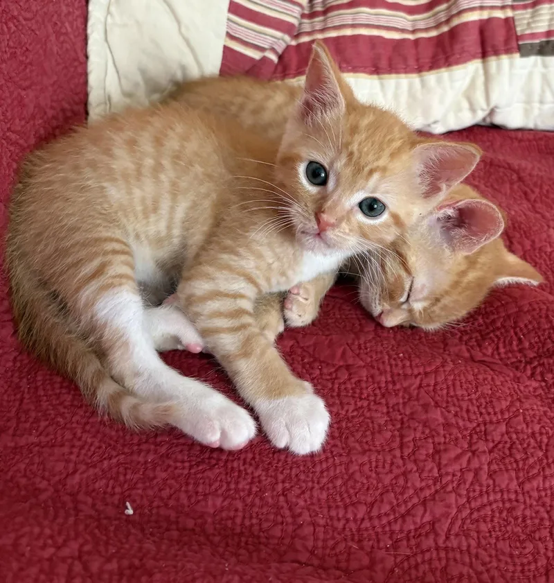 A baby medium-sized male Domestic Short Hair cat named Paneer for adoption in Buford, GA