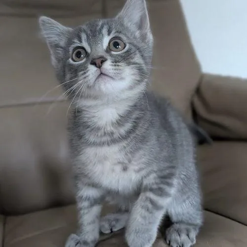Yoshi