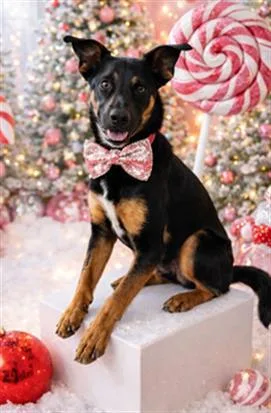 Buddy  Urgent! Longtime