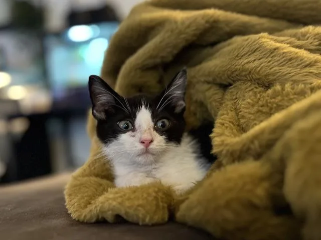 A baby small-sized male Domestic Short Hair cat named Skippy for adoption in Aliquippa, PA