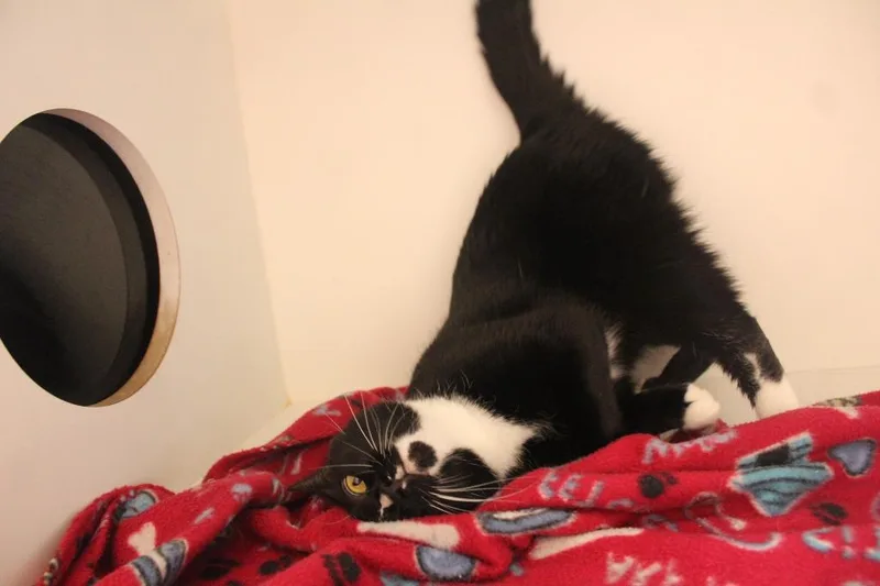 An adult medium-sized female Black & White / Tuxedo Domestic Short Hair cat named ChunLi for adoption in Chestertown, MD