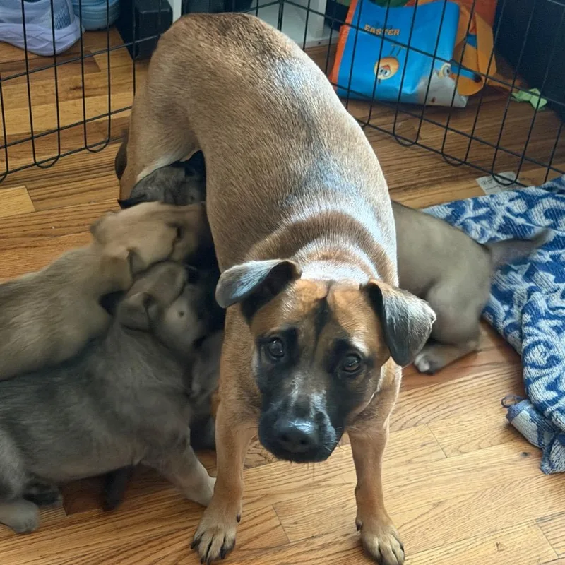 An adult small-sized female German Shepherd Dog dog named Nyla for adoption in Silver Spring, MD