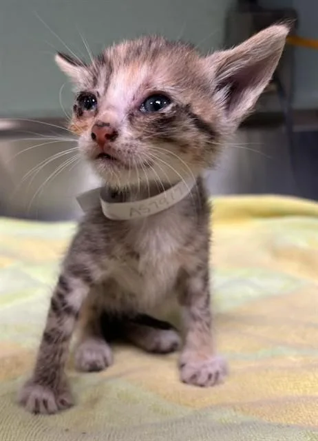 A baby small-sized female Domestic Short Hair cat named Patricia for adoption in Baldwin Park, CA