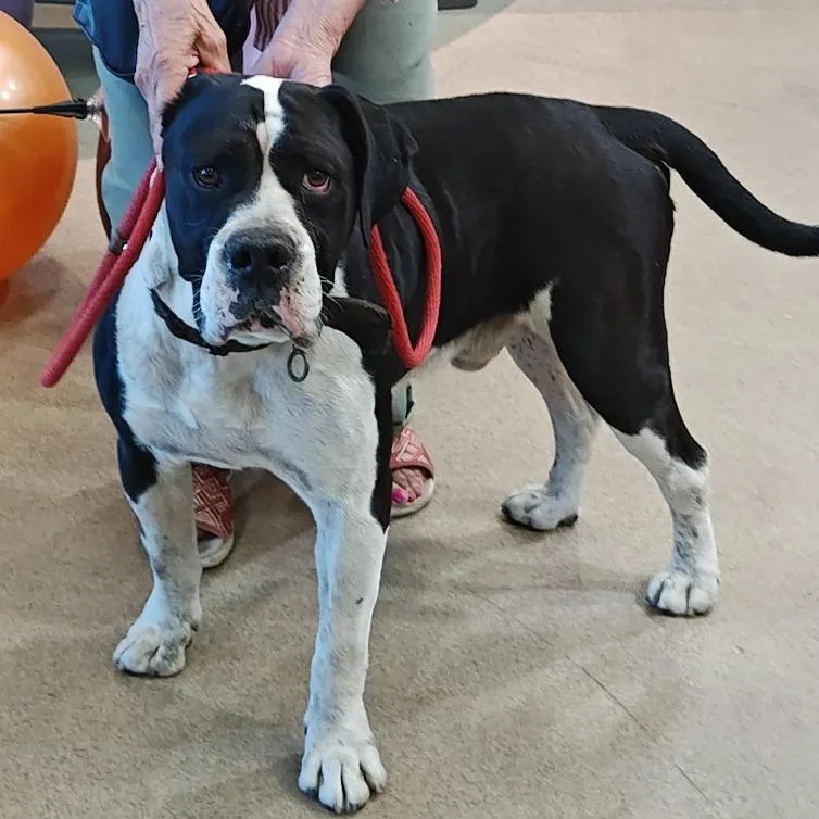 An adult large-sized male Black Boxer dog named IEPAStray for adoption in Upland, CA